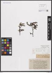 Foto von Salix breviserrata Flod.